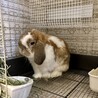 ホーランドロップの男の子 サムネイル4