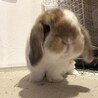 ホーランドロップの男の子 サムネイル5