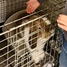 ホーランドロップの男の子 サムネイル6