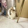ホーランドロップの男の子 サムネイル7