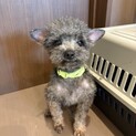 ちっちゃいけどめちゃ元気！トイプーの男の子です！