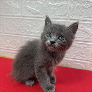 将来美猫間違い無し！長毛兄弟初参加グレー❤のらり