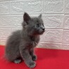 将来美猫間違い無し！長毛兄弟初参加グレー❤のらり サムネイル2