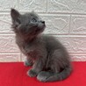 将来美猫間違い無し！長毛兄弟初参加グレー❤のらり サムネイル5