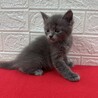 将来美猫間違い無し！長毛兄弟初参加グレー❤のらり サムネイル6