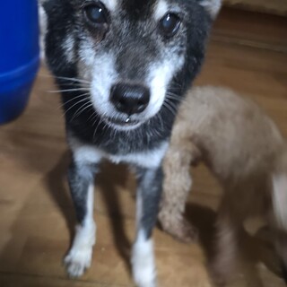 黒柴？チワ柴？のかんたです！かなり可愛い！！