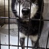 チワ柴のかんたです！かなり可愛い！！ サムネイル2