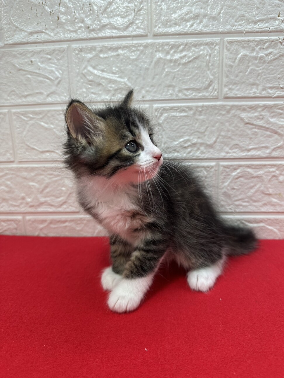 将来美猫間違い無し！長毛兄弟初参加キジ白❤くらり サムネイル2