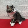 将来美猫間違い無し！長毛兄弟初参加キジ白❤くらり サムネイル2