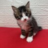 将来美猫間違い無し！長毛兄弟初参加キジ白❤くらり サムネイル3