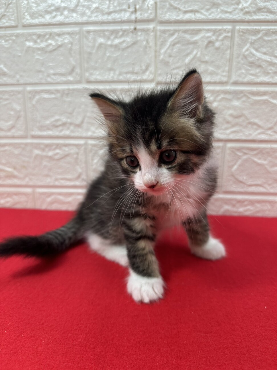 将来美猫間違い無し！長毛兄弟初参加キジ白❤くらり サムネイル4