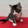 将来美猫間違い無し！長毛兄弟初参加キジ白❤くらり サムネイル4