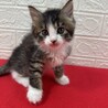 将来美猫間違い無し！長毛兄弟初参加キジ白❤くらり サムネイル5