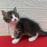 将来美猫間違い無し！長毛兄弟初参加キジ白❤くらり サムネイル6