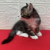 将来美猫間違い無し！長毛兄弟初参加キジ白❤くらり サムネイル7