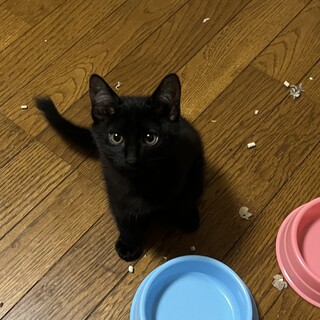 仮名は｢シュバルツ｣です