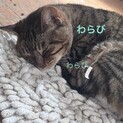 引越しにて急募。耳が聞こえませんが可愛い子