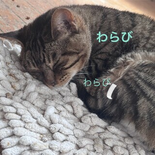 引越しにて急募。耳が聞こえませんが可愛い子