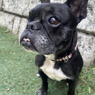 ７歳のフレンチブルドッグ、ブブくんです♡