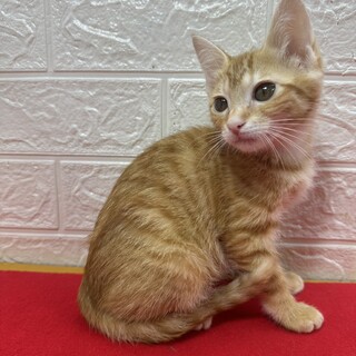 茶トラ兄妹！慣れているので飼いやすい❤きなこ