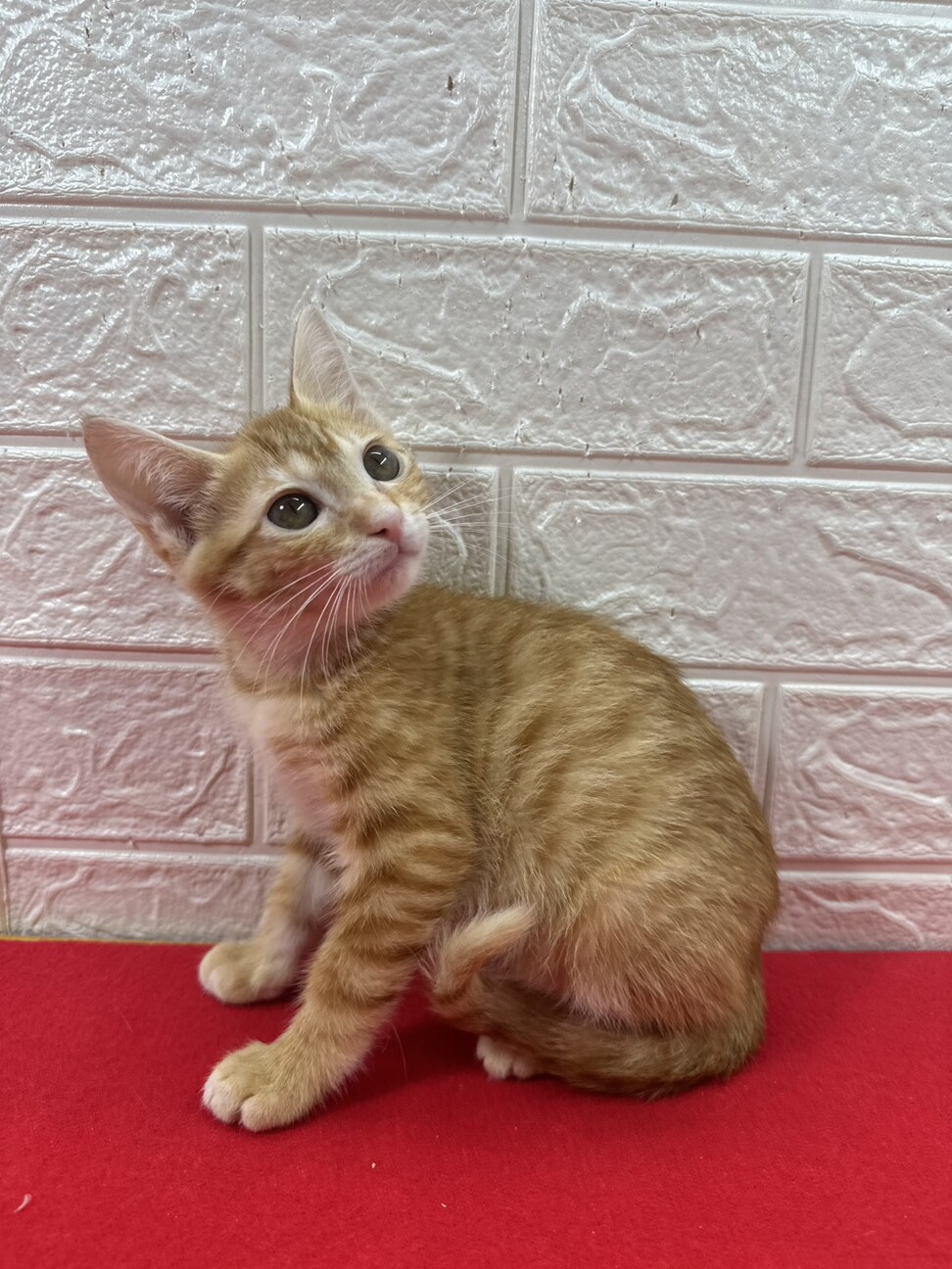 茶トラ兄妹！慣れているので飼いやすい❤きなこ サムネイル2