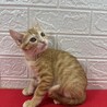 茶トラ兄妹！慣れているので飼いやすい❤きなこ サムネイル2