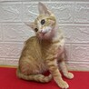 茶トラ兄妹！慣れているので飼いやすい❤きなこ サムネイル3