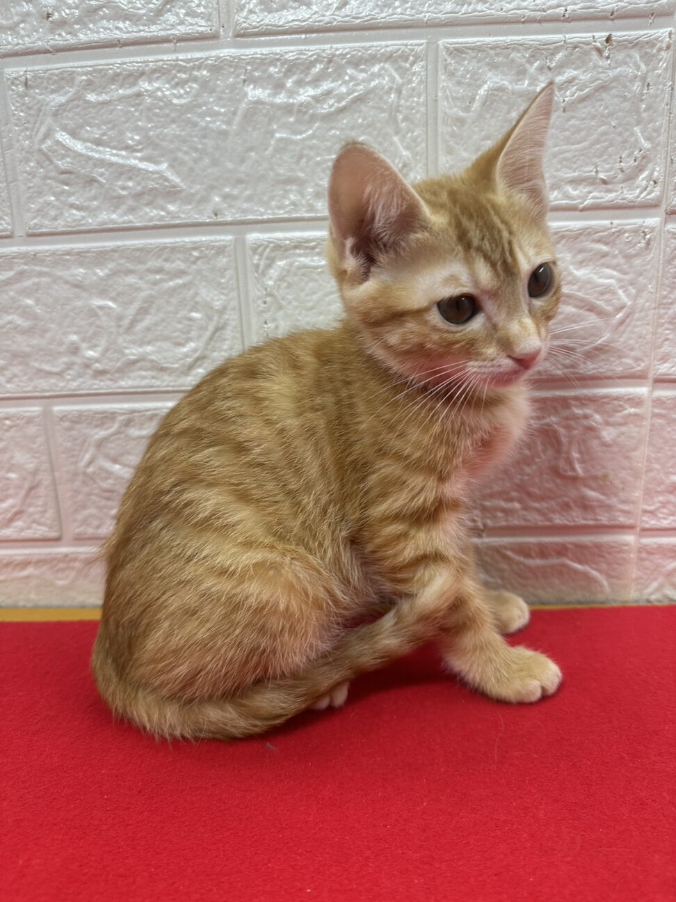 茶トラ兄妹！慣れているので飼いやすい❤きなこ サムネイル4