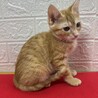 茶トラ兄妹！慣れているので飼いやすい❤きなこ サムネイル4