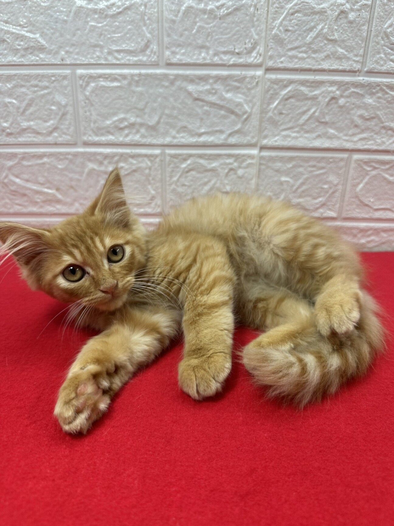 長毛茶トラ2か月半！絶対飼いたくなる甘猫❤チャンプ サムネイル1