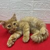 長毛茶トラ2か月半！絶対飼いたくなる甘猫❤チャンプ サムネイル1