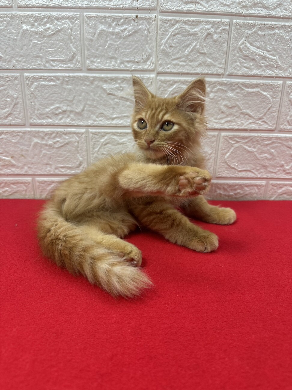 長毛茶トラ2か月半！絶対飼いたくなる甘猫❤チャンプ サムネイル2