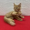 長毛茶トラ2か月半！絶対飼いたくなる甘猫❤チャンプ サムネイル2