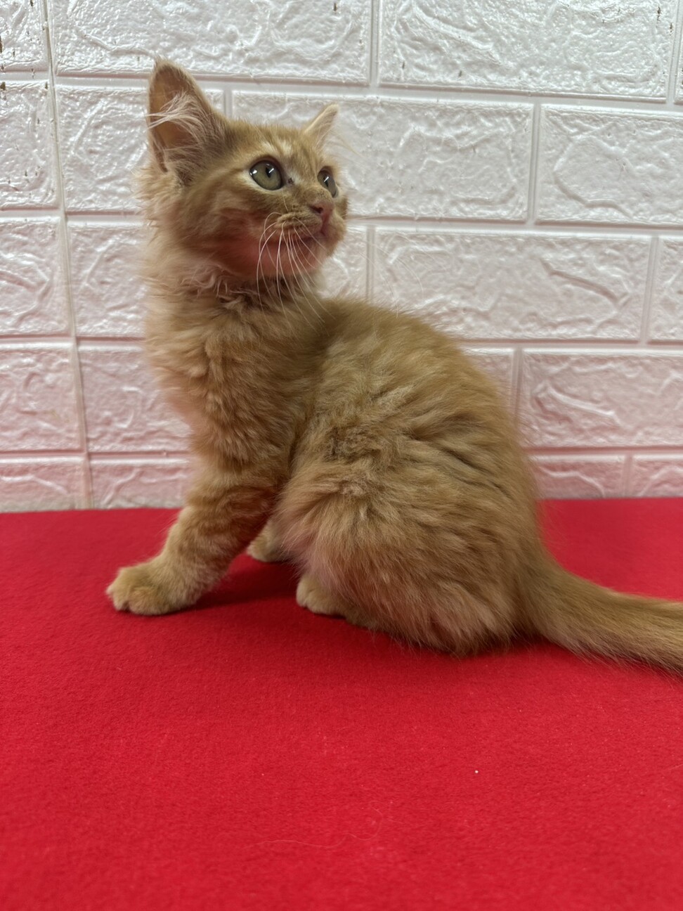 長毛茶トラ2か月半！絶対飼いたくなる甘猫❤チャンプ サムネイル3
