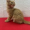 長毛茶トラ2か月半！絶対飼いたくなる甘猫❤チャンプ サムネイル3