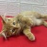長毛茶トラ2か月半！絶対飼いたくなる甘猫❤チャンプ サムネイル4