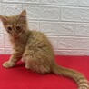 長毛茶トラ2か月半！絶対飼いたくなる甘猫❤チャンプ サムネイル5