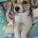 人も犬も大好きだけどマイペースなライムちゃん