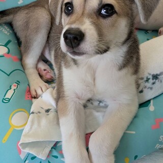 人も犬も大好きだけどマイペースなライムちゃん