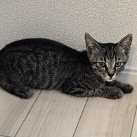 アオ