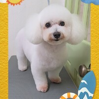 ピコ