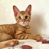 茶トラの子猫♪人が大好き♡照れ屋さんなスカイくん