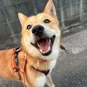 里親決定しました！