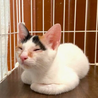 美顔の三毛ちゃん