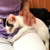 美顔の三毛ちゃん サムネイル2