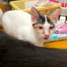 美顔の三毛ちゃん サムネイル3
