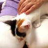 美顔の三毛ちゃん サムネイル4