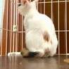 美顔の三毛ちゃん サムネイル5