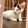 美顔の三毛ちゃん サムネイル6