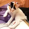 美顔の三毛ちゃん サムネイル7